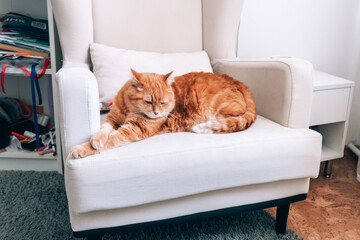 A ginger cat is resting on a chair in the room.