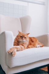 A ginger cat is resting on a chair in the room.
