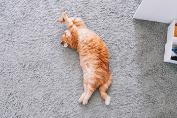 A ginger cat is resting on the floor in the room. Sleeping on the carpet.