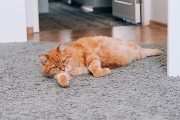 A ginger cat is resting on the floor in the room. Sleeping on the carpet.