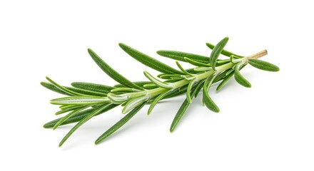 Fototapeta premium A sprig of rosemary lies on a white surface its needlelike leaves extending from a woody stem