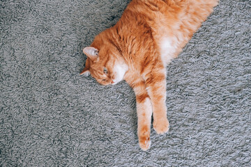 A ginger cat is resting on the floor in the room. Sleeping on the carpet.