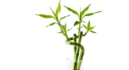 Fototapeta premium Three stalks of lucky bamboo with green leaves in a clear glass vase on a white background