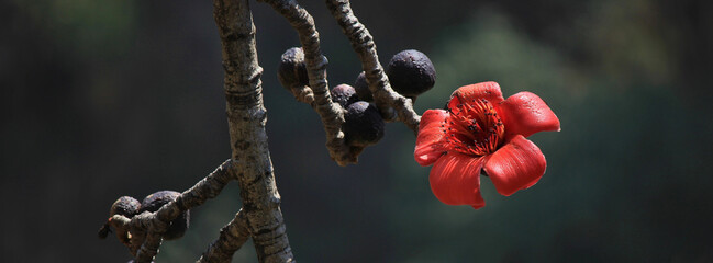 Red cotton tree flower, Nepal.