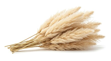 Pampas grass bundle with feathery plumes arranged on a white backdrop