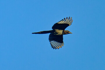 Elster (Pica pica) im Flug	