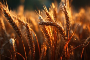 Golden Wheat Stalks Illuminated by Warm Light Close-up