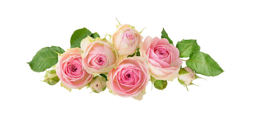 Small pink rose flowers in a floral line arrangement isolated on white or transparent background