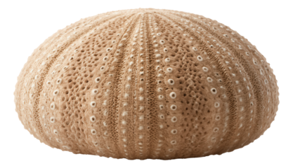 Marinated trout slices arranged on a blue ceramic plate with a drizzle of olive oil and lemon wedges