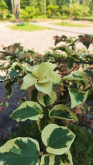 green leaves on the forest floor