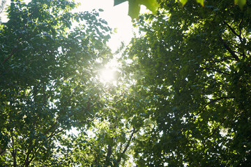 Landscape of green tree crowns against the background of bright sun and sky