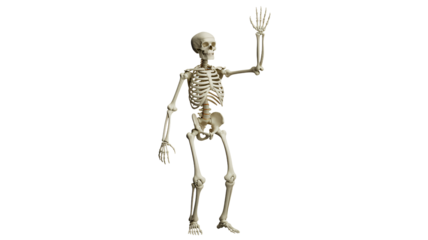 Anatomically correct skeleton model waving a friendly greeting