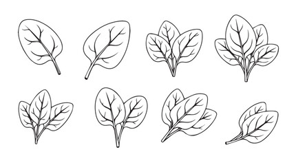 Fresh spinach leaves hand drawn sketch collection healthy organic greens food ingredients art vector