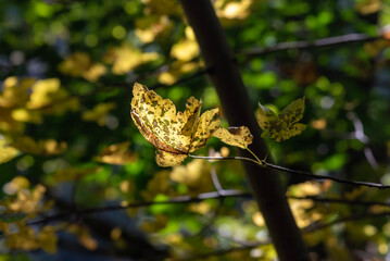 Leaf on a tree
