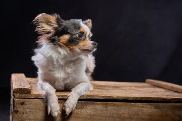 Small Chihuahua on a wooden crate