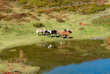 Horses in a field