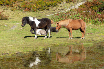 horses in the field