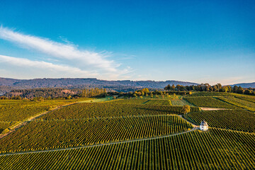 Aerial view of the vineyards near Eltville in the warm light of the early morning sunrise