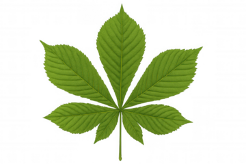 Green horse chestnut leaf isolated with transparent background, showing detailed venation and fresh spring foliage