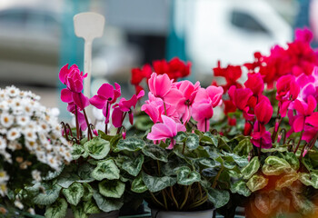 Colorful cyclamen and daisies in bloom at outdoor market