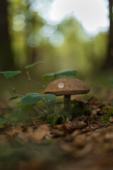 Aufnahme eines Birkenpilzes im Wald, im Gegenlicht.