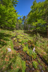 Mixed Forest at Laguna Negra y Circos Glaciares de Urbión Natural Park, Protected Area, Picos de Urbión, Soria, Castilla Y León, Spain, Europe