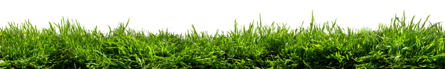 Fototapeta premium Lush green grass blades with detailed textures isolated on transparent background