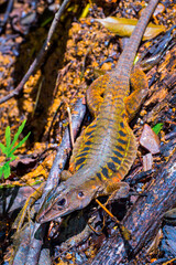 Rainbow Ameiva, Barred Whiptail Lizard, Ameiva undulata, Corcovado National Park, Osa Conservation Area, Osa Peninsula, Costa Rica, America