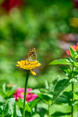 Butterfly on Yellow Flower in Garden