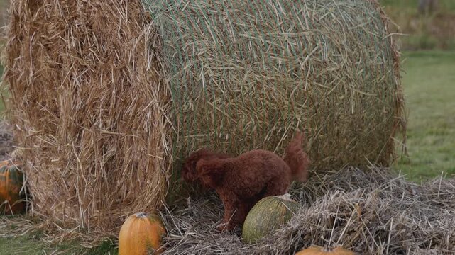 In a serene grassy area, a brown dog frolics among hay bales and pumpkins, delighting in every playful exploration, embodying the vibrant essence of autumn's charm.
