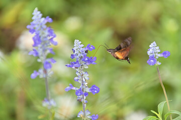 ホバリングしながら、ブルーサルビアの花から蜜を吸っているホシホウジャク