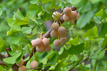 薄らと色づいたギンナン