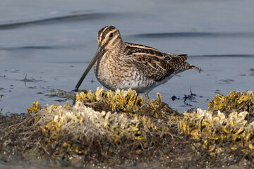 Bécassine des marais,
Gallinago gallinago, Common Snipe