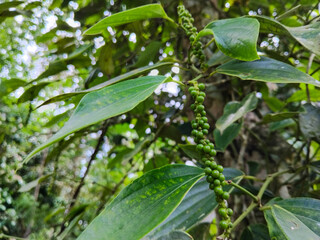 Obraz premium A close-up view of fresh green peppercorns (unripe pepper) growing on a healthy vine in a tropical plantation