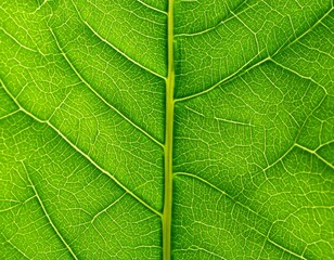 Close up macro of green leaf texture showing natural detailed pattern and organic background for eco concept