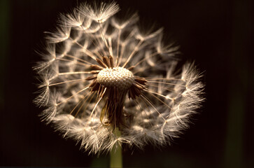 Fototapeta premium Taraxacum officinale, Pissenlit