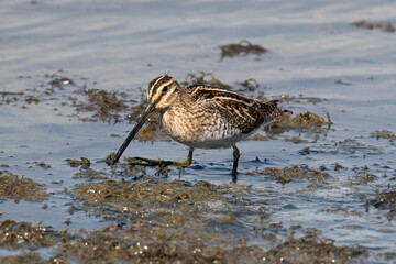 Bécassine des marais,Gallinago gallinago, Common Snipe