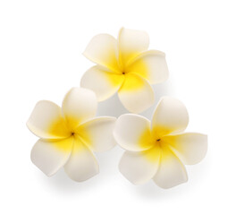 Beautiful plumeria flowers on white background