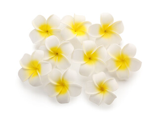 Fototapeta premium Many beautiful plumeria flowers on white background