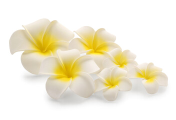 Many beautiful plumeria flowers on white background
