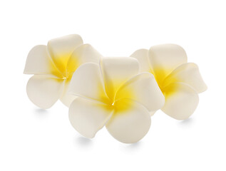 Fototapeta premium Beautiful plumeria flowers on white background