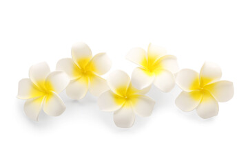 Fototapeta premium Many beautiful plumeria flowers on white background