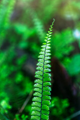 Fresh green fern leaves on black background in the forest sunlight. Texture of fern leaves, Rainforest fern. sustainability concept ESG, CSR, environmental care, business growth.