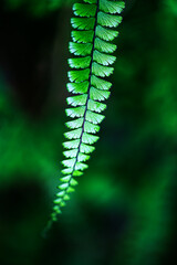 Fresh green fern leaves on black background in the forest sunlight. Texture of fern leaves, Rainforest fern. sustainability concept ESG, CSR, environmental care, business growth.