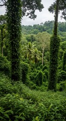 Fototapeta premium Tropical Rainforest Lush Vegetation View.