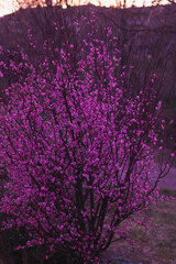 Blossoming tree branches showing vibrant pink flowers