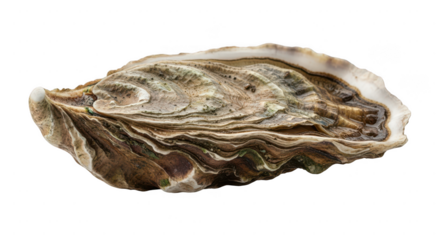 Single fresh oyster shell with intricate patterns isolated on transparent background