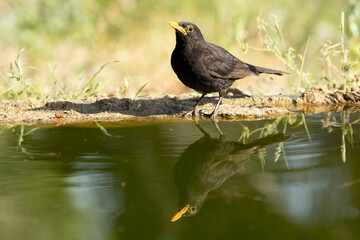Male Common Blackbird at a natural water point in soft light on a cloudy autumn day in a Mediterranean forest