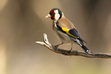 European goldfinch in the soft light of a cloudy autumn day in a Mediterranean forest
