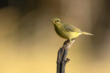 Willow warbler at a natural water point within an oak and pine forest at first light on a summer day